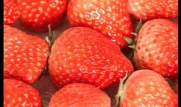 爆料种植草莓视频大全最新,揭秘最新视频大全中的种植技巧与经验分享